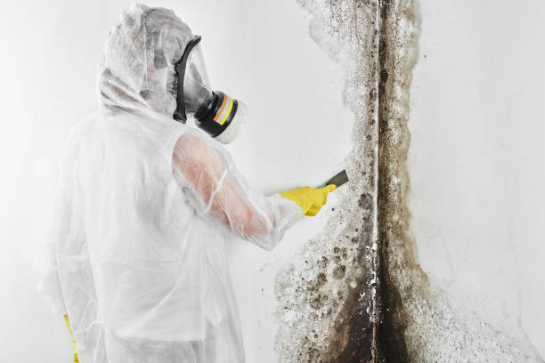Best Mold Testing  in Warren, PA