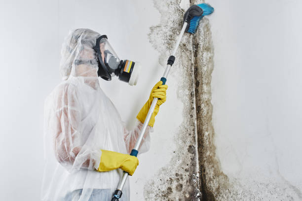Mold Testing and Removal in Warren, PA