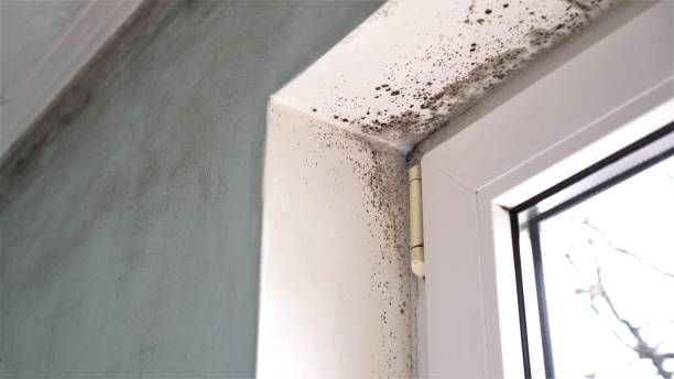 Best Mold Remediation Experts  in Warren, PA