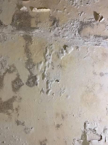 Best Black Mold Removal  in Warren, PA