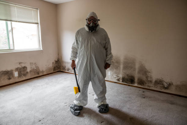 Best Affordable Mold Removal  in Warren, PA