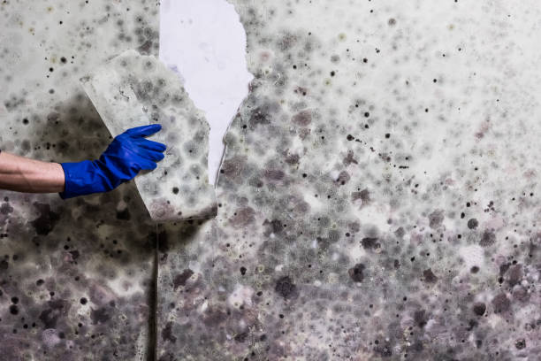 Best Professional Mold Removal  in Warren, PA
