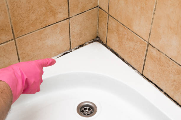 Best Residential Mold Removal  in Warren, PA