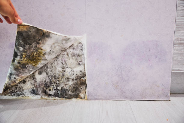 Best Mold Removal Company Near Me  in Warren, PA
